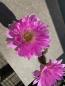 Preview: Echinocereus pectinatus v rigidissimus